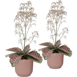 👉 Sierpot no color One Size roze Duo Kalanchoë 'Desert Surprise' in ELHO Vibes Fold (delicaat roze) (14Desert - 16x45 cm)