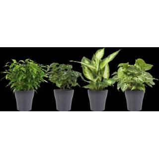 👉 Combibox grijs keramiek One Size no color hippe kamerplanten in Anne Grey (Dieffenbachia Camilla, Coffea Arabica, Syngonium Podophyllum, Ficus benjamina - 12x25 cm)