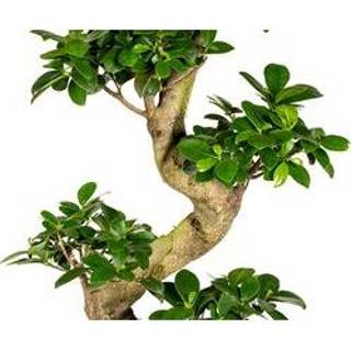 👉 Ginseng One Size bruin-groen Ficus S-Vorm - P21H70 8720153507509