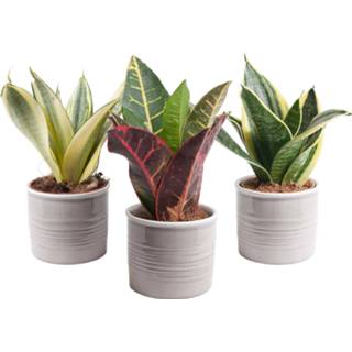 👉 Sanseveria keramiek One Size no color Trio in trendy (10x15 cm)