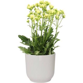 👉 Sierpot no color One Size wit Kalanchoë Sunny White in ELHO Vibes Fold (zijdewit) (14SunnyWhite - 16x40 cm)