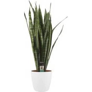 👉 Sierpot wit One Size no color Sansevieria Zeylanica in ELHO Brussels Rond (wit) (SZ26RD - 30x100 cm)