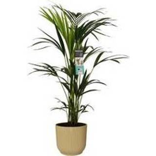 👉 Sierpot botergeel One Size no color Decorum Kentia Palm in ELHO Vibes Fold (botergeel) (22x100 cm)