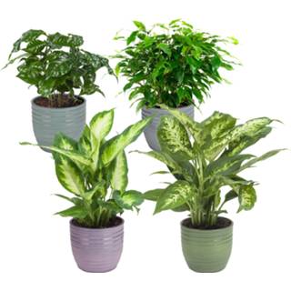 👉 Combibox keramiek no color One Size donkergroen met kamerplanten in Bergamo (Ficus Green Kinky, Coffea Arabica,Dieffenbachia Compacta , Dieffenbachia Camilla - 12x25 cm)