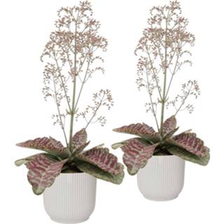 👉 Sierpot One Size no color Duo Kalanchoë 'Desert Surprise' in ELHO Vibes Fold (zijdewit) (14Desert - 16x45 cm)