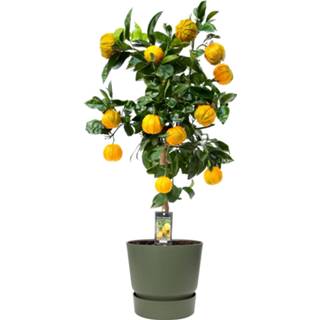 👉 Sierpot groen One Size no color Citrus Canaliculata in ELHO outdoor Greenville Rond (groen) (25x85 cm)