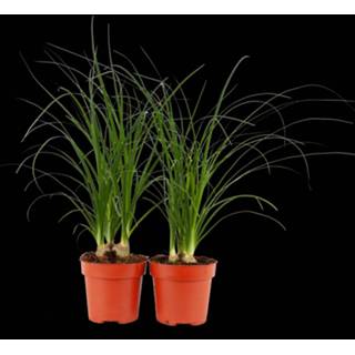 👉 Beaucarnea One Size no color Duo recurvata nolina (3 per pot) (PNLNOL12 - 12x35 cm)