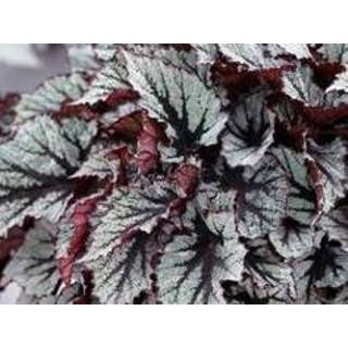 👉 Begonia One Size Color-Groen 'Beleaf' mix per 3 stuks | Bladbegonia - Kamerplant in kwekerspot ⌀12 cm ↕25-35 8720153504201
