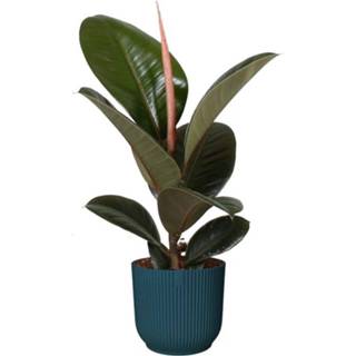 👉 Sierpot blauw One Size no color Ficus Robusta in ELHO Vibes Fold (diepblauw) (14x35 cm)