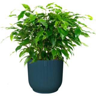 👉 Sierpot blauw One Size no color Ficus ‘Green Kinky’ in ELHO Vibes Fold (diepblauw) (14x30 cm)