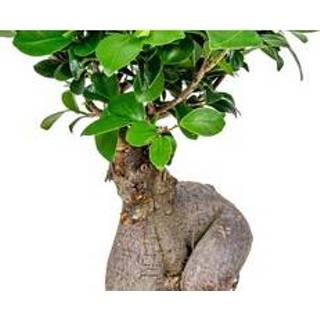 👉 Ginseng One Size Color-Bruin Bonsai boompje | Ficus 'Ginseng' per stuk – Kamerplant in kwekerspot ⌀17 cm - ↕35 8720153506670