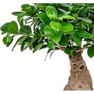 👉 Ginseng One Size Color-Bruin Bonsai boompje | Ficus 'Ginseng' per stuk – Kamerplant in kwekerspot ⌀20 cm - ↕40 8720153506700