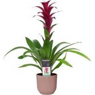 👉 Switch roze One Size no color Decorum Guzmania in ELHO ® Vibes Fold Rond (delicaat roze) (SWITST - 14x60 cm)