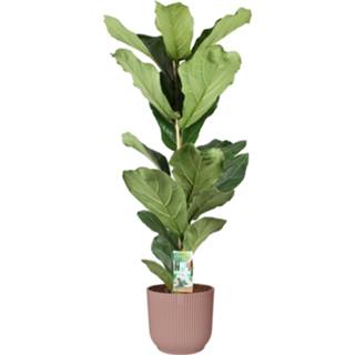 👉 Sierpot roze One Size no color Ficus Lyrata in ELHO Vibes Fold Round (delicaat roze) (22x90 cm)