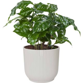 👉 Sierpot One Size no color Koffieplant (‘Coffea Arabica’) in ELHO Vibes Fold (zijdewit) (14x25 cm)