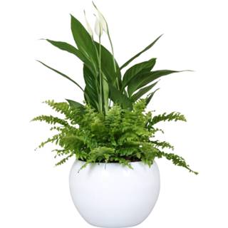 👉 Spathiphyllum One Size no color in bolschaal (DAIBOL19-2 - 19x35 cm)