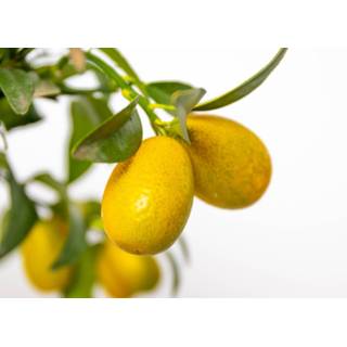 👉 Buitenplant One Size Color-Oranje Sinaasappelboom | Citrus 'Kumquat' per 2 stuks - in kwekerspot ⌀19 cm ↕50-60 8720574431193