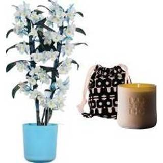 👉 Geur kaars One Size no color bruin Set Bamboo orchid ‘make-upz blue’ en geurkaars Lucky Candle Brown (BXMB2 - 12x50 cm)