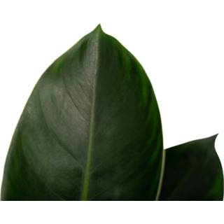 👉 One Size no color Decorum Philodendron Congo Apple (PDDCA19CM - 19x70 cm)