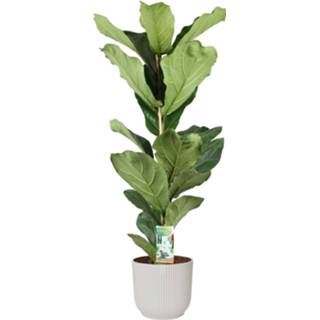 👉 Sierpot One Size no color Ficus Lyrata in ELHO Vibes Fold Round (zijdewit) (22x90 cm)