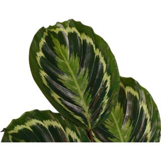 👉 Medaillon One Size no color Decorum Calathea met Elho brussels antracite (CAL19MED21D01 - 19x70 cm)