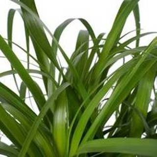 👉 Beaucarnea One Size no color Decorum Vertakt met Elho brussels soap (BV27D - 27x80 cm)