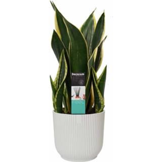 👉 Sierpot One Size no color Decorum Sansevieria Night Shade in ELHO Vibes Fold Round (zijdewit) (SF17D - 18x55 cm)