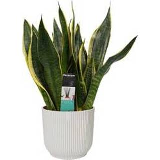 👉 Sierpot One Size no color Decorum Sansevieria Superba in ELHO Vibes Fold (zijdewit) (SSU14D - 16x40 cm)