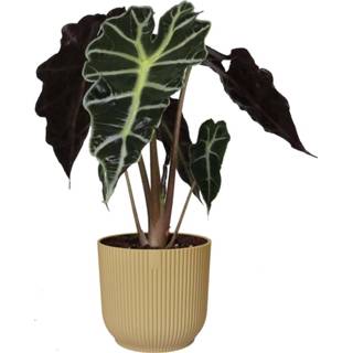 Sierpot botergeel One Size no color Alocasia Polly in ELHO Vibes Fold (botergeel) (14x35 cm)