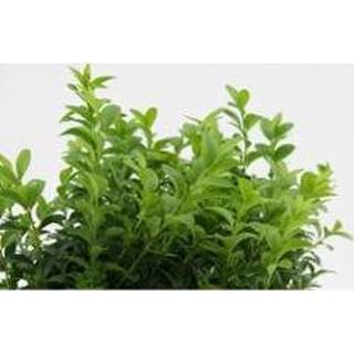 👉 One Size Color-Groen Haagbuxus Sixpack 8720153501736