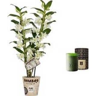 👉 Geur kaars no color One Size wit donkergroen Set Bamboo orchid ‘Pure White Appolon’ en geurkaars Lucky Candle Green (BX2AP16 - 12x50 cm)