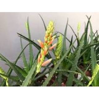 👉 Buitenplant One Size Color-Roze Aloë 'Safari Sunrise' voor 3 stuks - in kwekerspot ⌀13 cm ↕15-20 8720574435351
