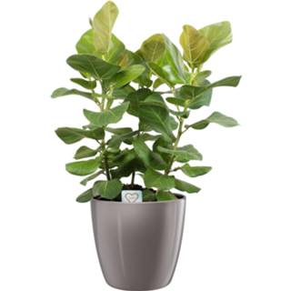 👉 Sierpot One Size no color Ficus benghalensis Sunshine in ELHO (diamond oyster) (FF049-27SUNSH - 25x100 cm)