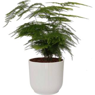 👉 Sierpot One Size no color Asparagus Setaceus ‘Plumosus’ in Vibes Fold Rond (zijdewit) (AspPlu - 14x28 cm)