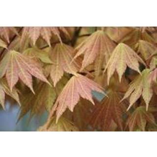 👉 Buitenplant One Size Color-Groen Acer 'Moonrise' | Japanse Esdoorn - in kwekerspot ⌀19 cm ↕80-100 8720574435511