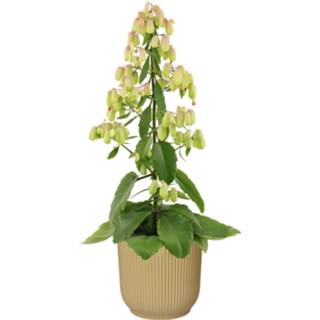 👉 Deurbel no color One Size botergeel Kalanchoë 'Magic Bells' in ELHO Vibes Fold sierpot (botergeel) (14Magic - 16x65 cm)