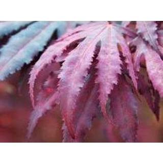 👉 Buitenplant One Size Color-Paars Acer'Amagi Shigure' | Japanse Esdoorn per 3 stuks --Buitenplant in kwekerspot ⌀13 cm --↕25-35 8720574435405