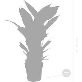 👉 Spathiphyllum One Size Color-Wit Lepelplant | 'Strauss' per 2 stuks - Kamerplant in kwekerspot ⌀12 cm ↕45 8720153508421