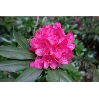 👉 Rhododendron roze One Size Color-Rood 8720153505024
