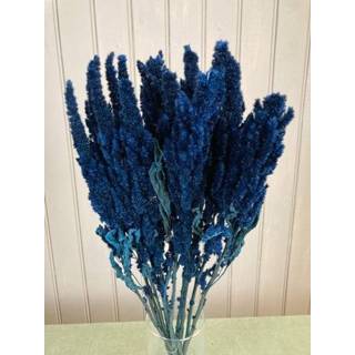 👉 Droogbloem blauwe natuurlijk materiaal GeenKleur Bries aan Zee Donkerblauwe Amaranthus droogbloemen Default 8785267658806