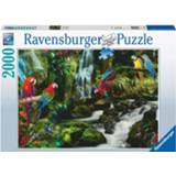 👉 Puzzel bonte dieren legpuzzels Papegaaien In De Jungle (2000 stukjes) 4005556171118