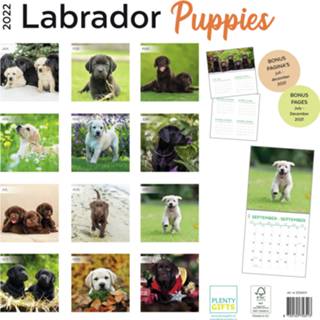 👉 Kalender One Size meerkleurig Huisdieren/dieren 2022 Labrador Retriever puppy honden 30 cm - Maandkalenders/jaarkalenders Wandkalenders 8720165756513