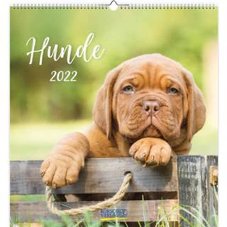 👉 Papier Comello Kunstkaartkalender Honden 2022 17 X 16 Cm 9783731854289