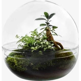 👉 Ginseng Biodome - 2 Botanische En 1 Ficus Plant ?30cm / Ø30cm 8720254679280