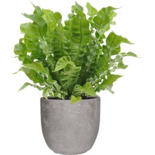 👉 Sierpot grijs One Size no color Asplenium Crispy Wave in Mica Jimmy (lichtgrijs) (PNLCRI17 - 18x35 cm)