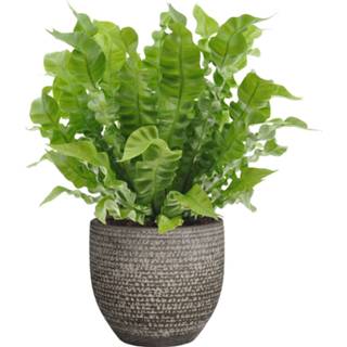 👉 Sierpot grijs One Size no color Asplenium Crispy Wave in Mica Carrie (lichtgrijs) (PNLCRI17 - 18x35 cm)