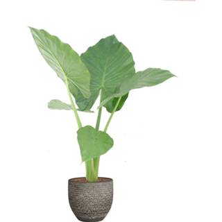 👉 Sierpot grijs One Size no color Alocasia Macrorrhizos in Mica Carrie (lichtgrijs) (PNLMAC17 - 18x50 cm)