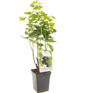 👉 Zwarte One Size zwart Ribes nigrum Titania (zwarte bes) 8717755062840