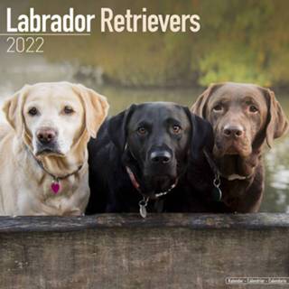 👉 Kalender Huisdieren/dieren 2022 Labrador Retriever Honden 30 Cm - Jaarkalenders 8720576386941
