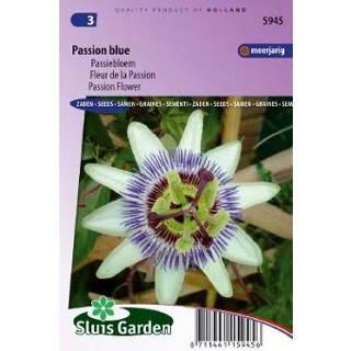 👉 Blauw Passiebloem Passion Blue - Passiflora